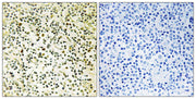 BT LAB manufacturer product image