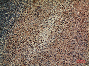 BT LAB manufacturer product image