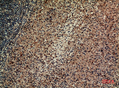 BT LAB manufacturer product image
