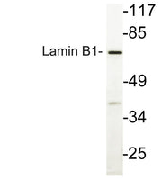 BT LAB manufacturer product image