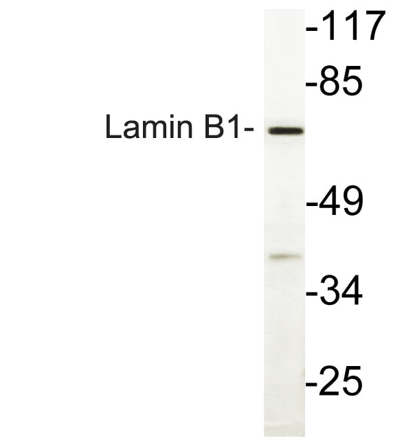 BT LAB manufacturer product image