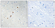 BT LAB manufacturer product image