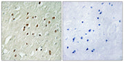 BT LAB manufacturer product image