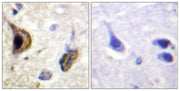 BT LAB manufacturer product image