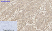 BT LAB manufacturer product image