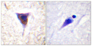 BT LAB manufacturer product image