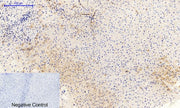 BT LAB manufacturer product image