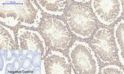 BT LAB manufacturer product image