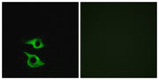 BT LAB manufacturer product image