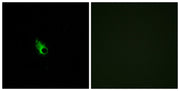 BT LAB manufacturer product image