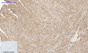 BT LAB manufacturer product image