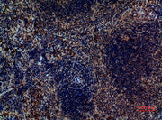 BT LAB manufacturer product image