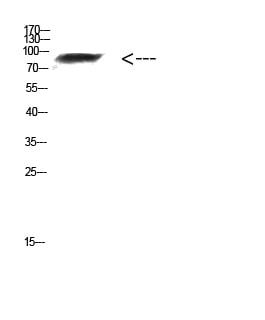 BT LAB manufacturer product image