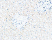 BT LAB manufacturer product image