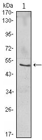 BT LAB manufacturer product image