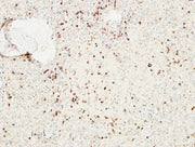BT LAB manufacturer product image