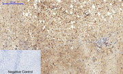 BT LAB manufacturer product image
