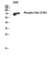 BT LAB manufacturer product image
