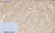 BT LAB manufacturer product image
