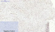 BT LAB manufacturer product image