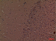 BT LAB manufacturer product image