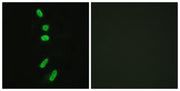 BT LAB manufacturer product image