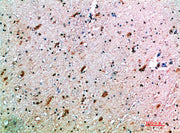 BT LAB manufacturer product image