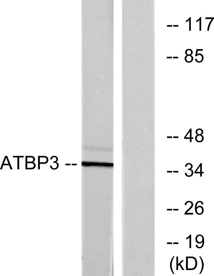 BT LAB manufacturer product image