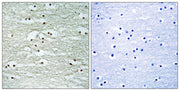 BT LAB manufacturer product image