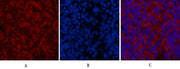 BT LAB manufacturer product image