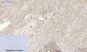 BT LAB manufacturer product image