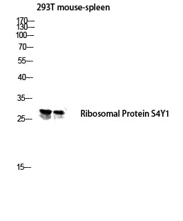 BT LAB manufacturer product image