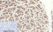 BT LAB manufacturer product image