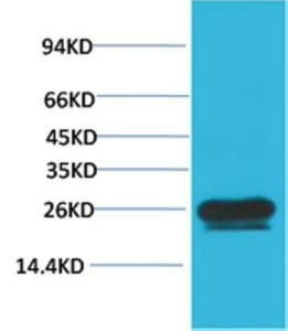 BT LAB manufacturer product image