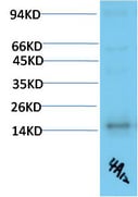 BT LAB manufacturer product image