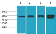 BT LAB manufacturer product image