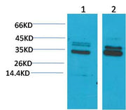 BT LAB manufacturer product image