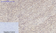 BT LAB manufacturer product image