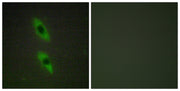 BT LAB manufacturer product image