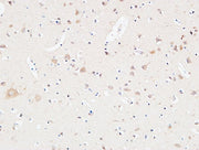 BT LAB manufacturer product image
