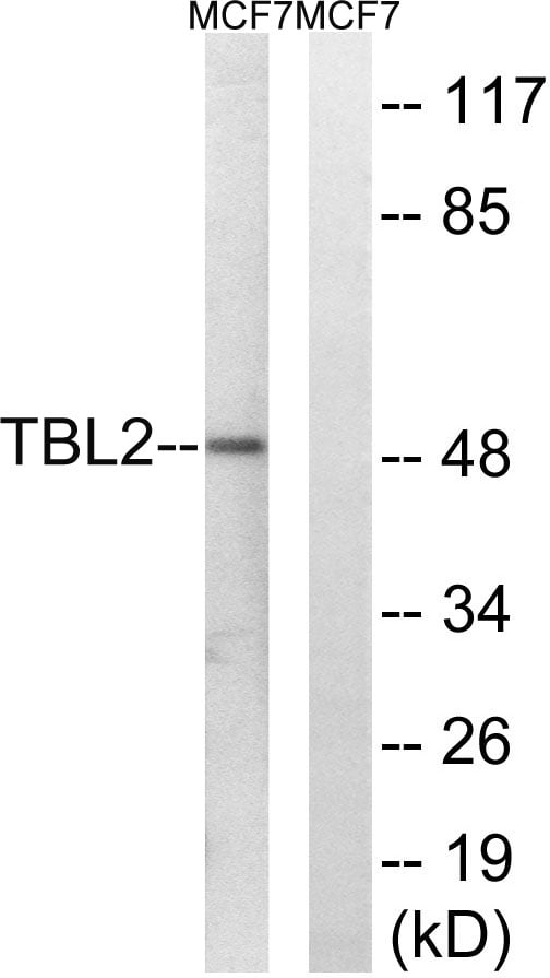 BT LAB manufacturer product image