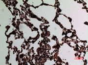 BT LAB manufacturer product image