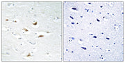 BT LAB manufacturer product image