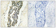 BT LAB manufacturer product image