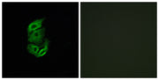 BT LAB manufacturer product image
