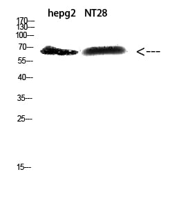 BT LAB manufacturer product image