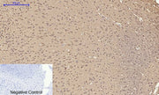 BT LAB manufacturer product image
