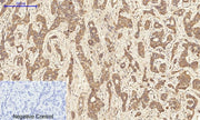 BT LAB manufacturer product image