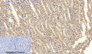 BT LAB manufacturer product image