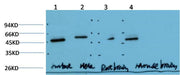 BT LAB manufacturer product image